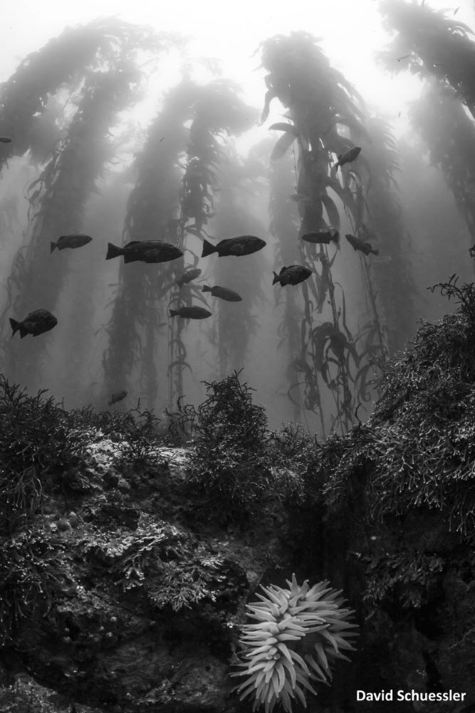 A black and whit view from the base of a kelp forest with fish swimming above. A sea anemone among rocks and algae sits at the bottom.